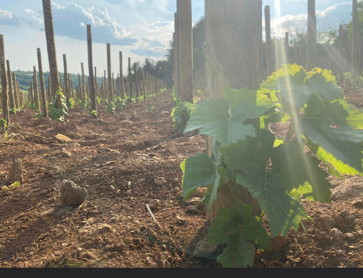 Vinmark i Bourgogne