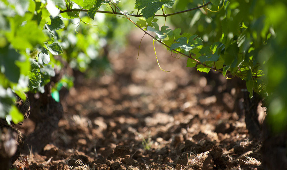 Vinrækker hos Domaine Cyrot-Buthiau
