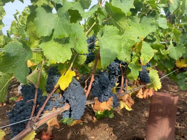 Modne druer på vinstokken hos Domaine Demontmerot