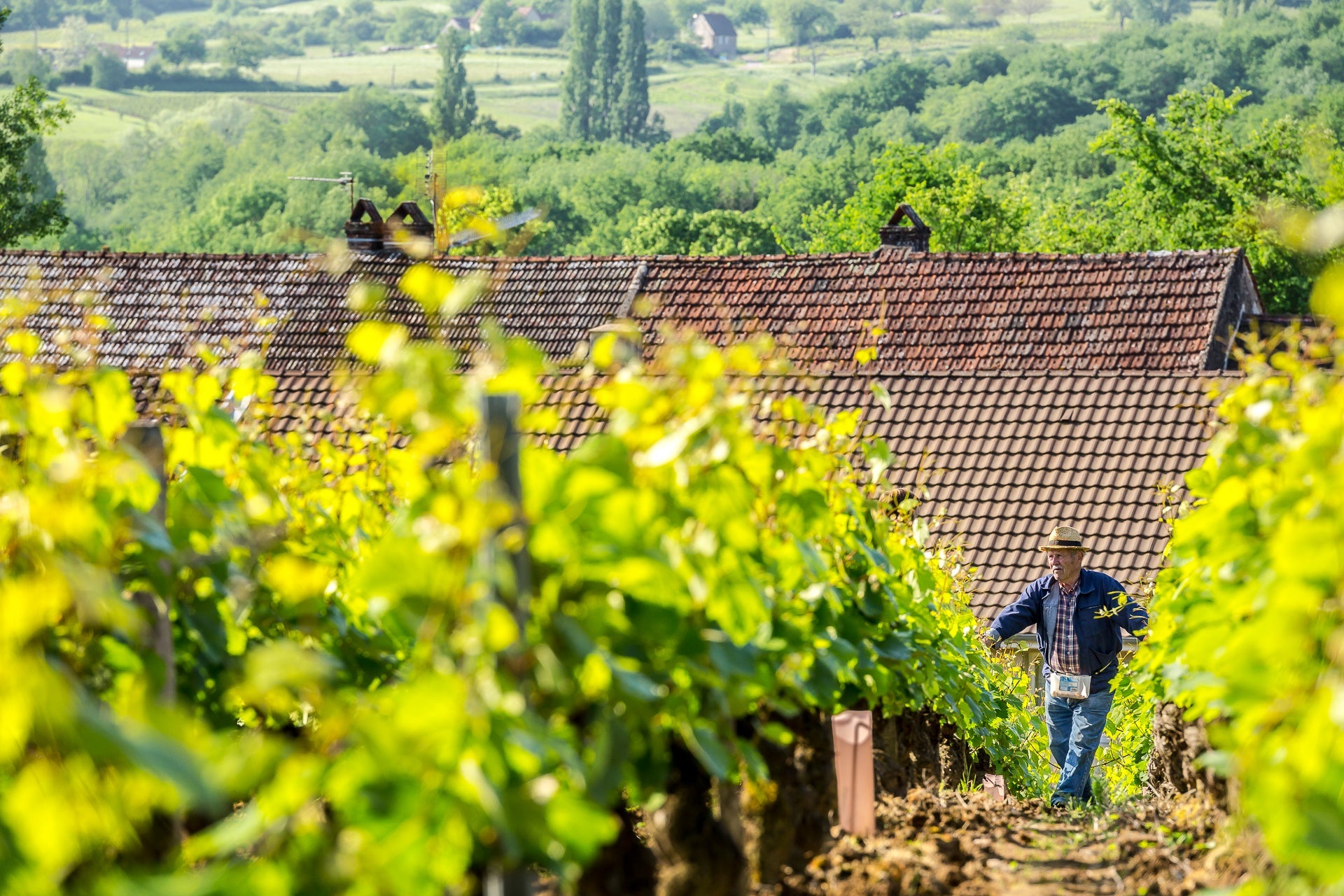 Person arbejder i en vinmark i forårsvegetation fra Domaine Masses producentmateriale