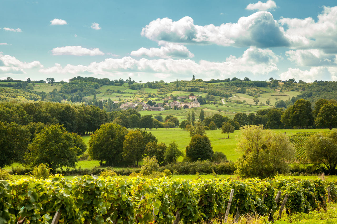 Vinmarker i Domaine Masses producentmateriale